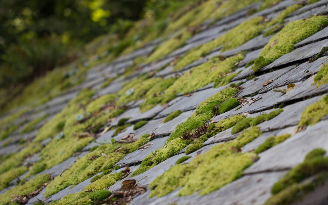 Roof Moss Removal (Explained in Steps)