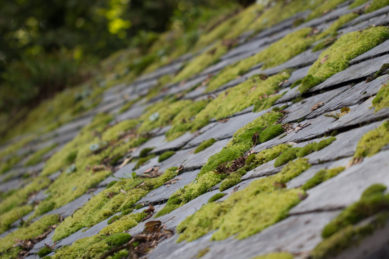 Close-up of a sloped roof with weathered gray tiles, partially covered with green moss and scattered leaves. Close-up of a sloped roof with weathered gray tiles, partially covered with green moss and scattered leaves.